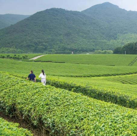 宜兴龙山的阳羡紫笋茶