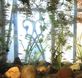 清洗鱼缸 Clean the fish tank