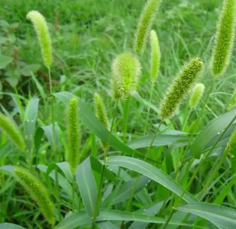 狗尾巴草 Green bristlegrass